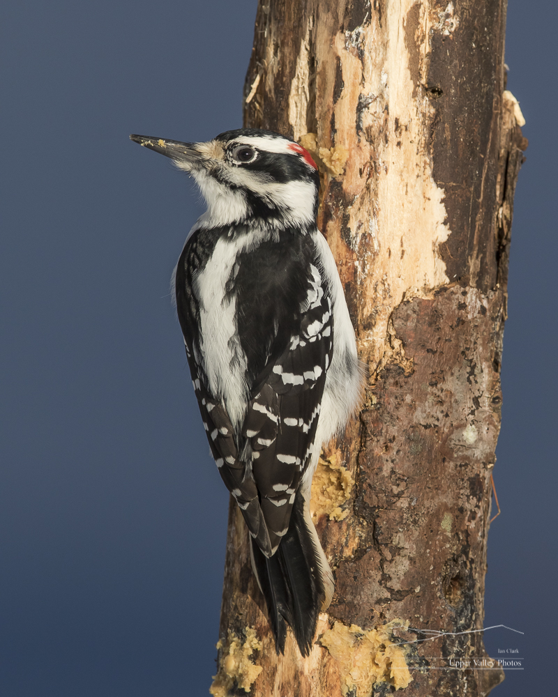 Harry woodpecker eating homemade suet from a hole in a tree