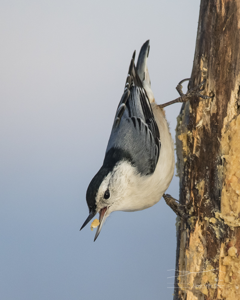 White-breasted nuthatch eating homemade suet from a hole in a tree.