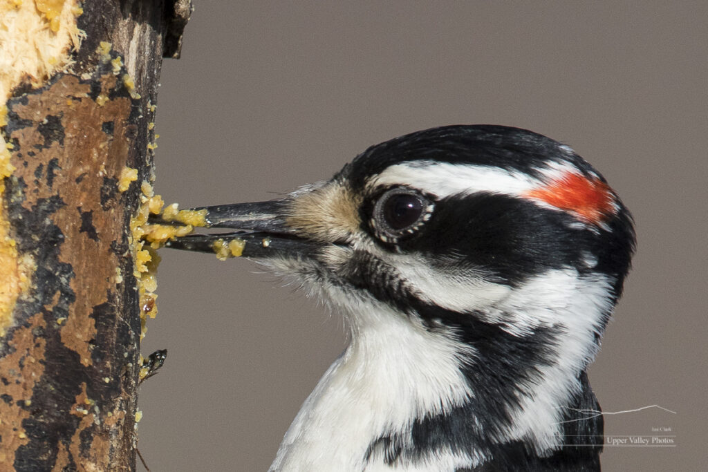 Close up of a hairy woodpecker eating homemade suet from a hole in a tree