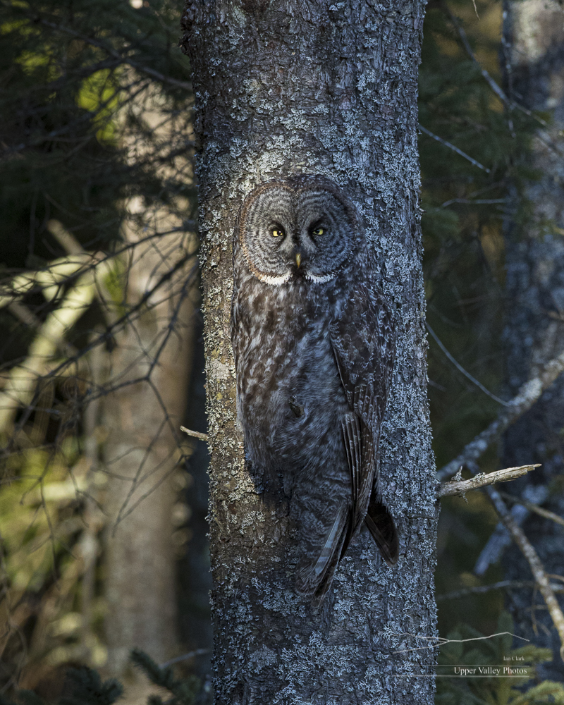 A great gray owl in an evergreen tree showing how well the owl's camouflage works
