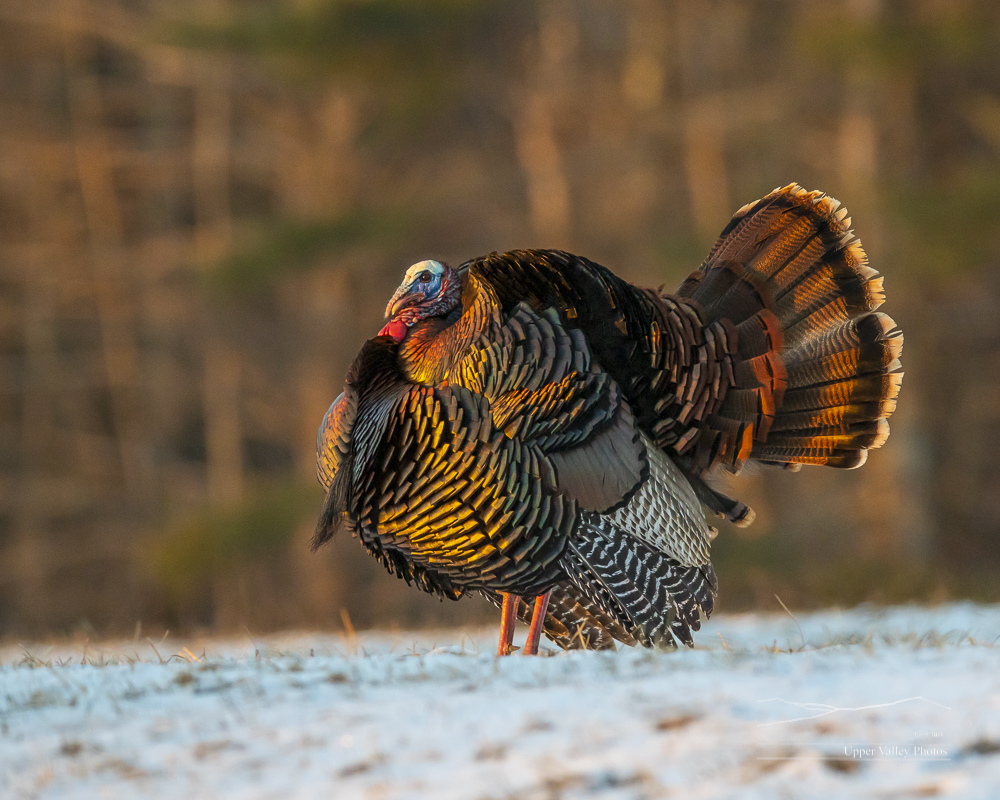 Wild turkey strutting