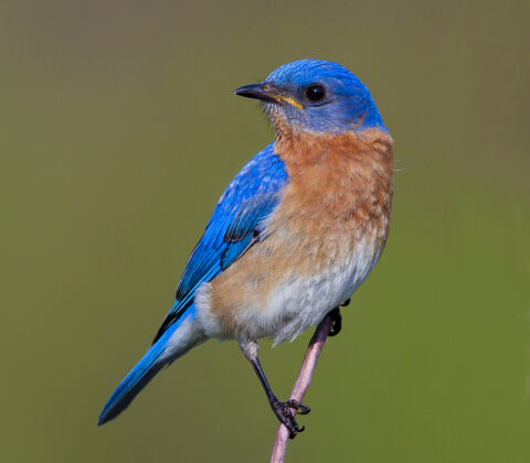 Eastern bluebird perched on a stick