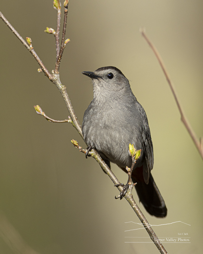 Gray catbird perched on a twig