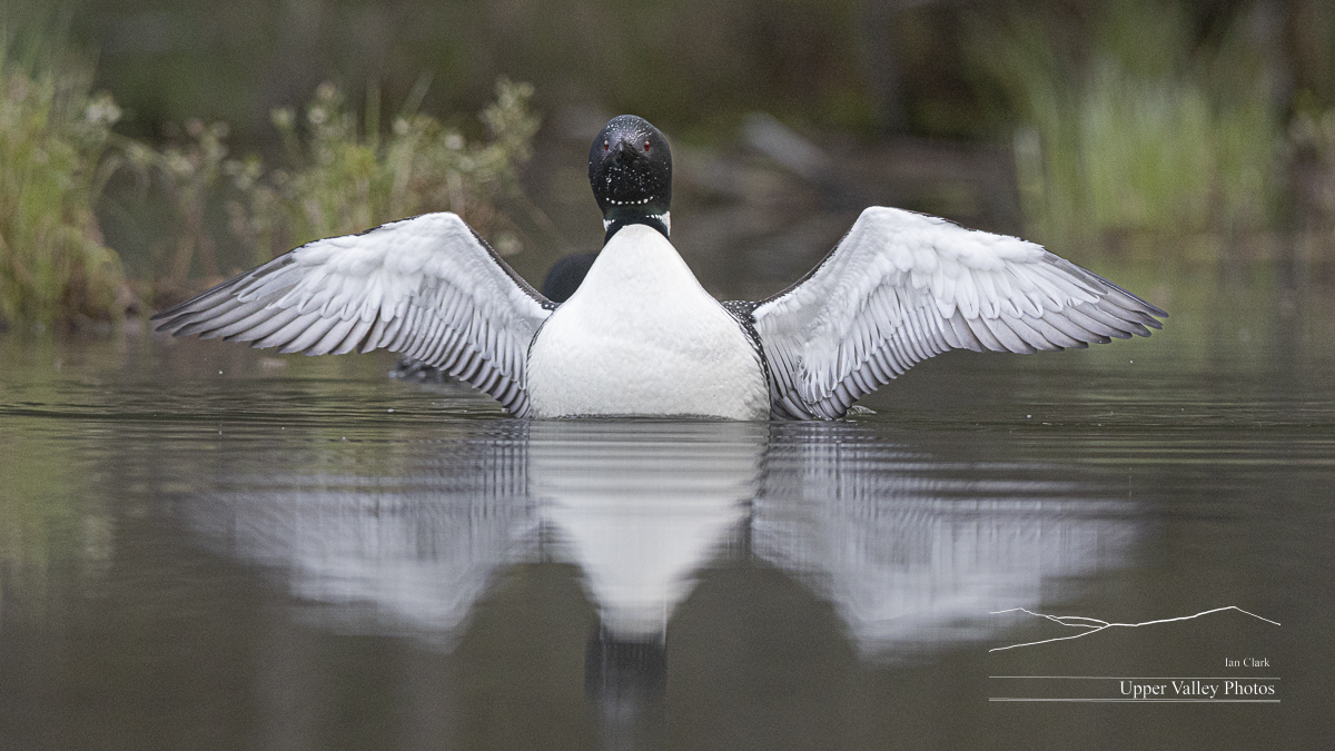 Common loon stretching