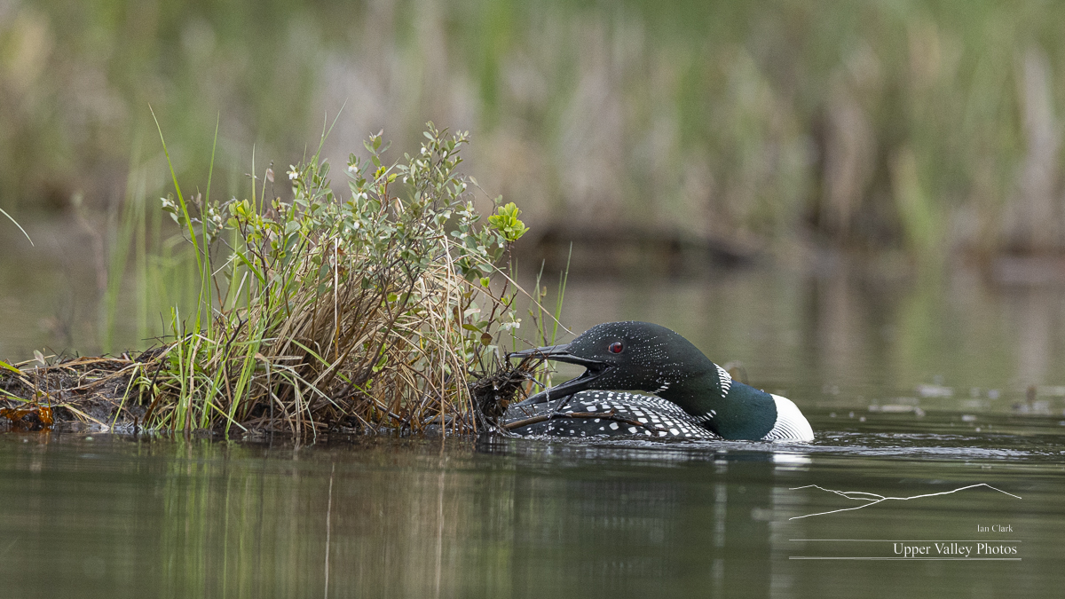 common loon building a nest