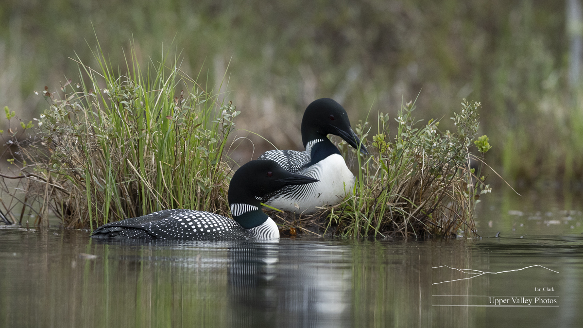 common loons on the nest