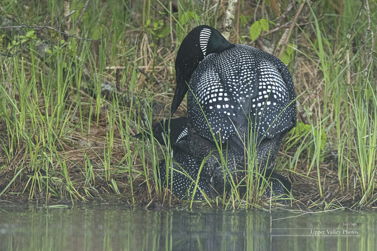 common loons mating