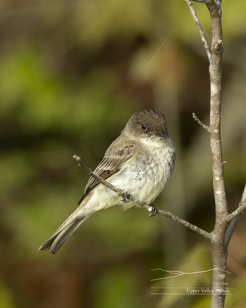 An eastern phoebe perched on a small tree