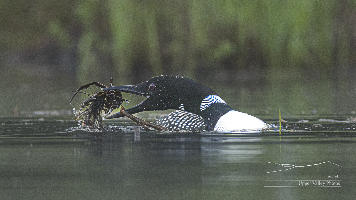 common loon gathering nesting material