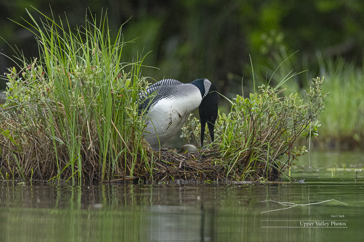 common loon in the nest, turning an egg