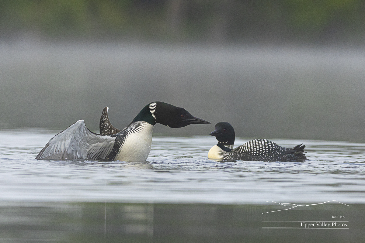 common loons in a territory dispute, the male is about to yodel