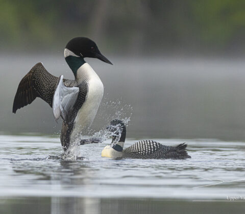 common loon doing the 'penguin dance' during a territory dispute with another loon