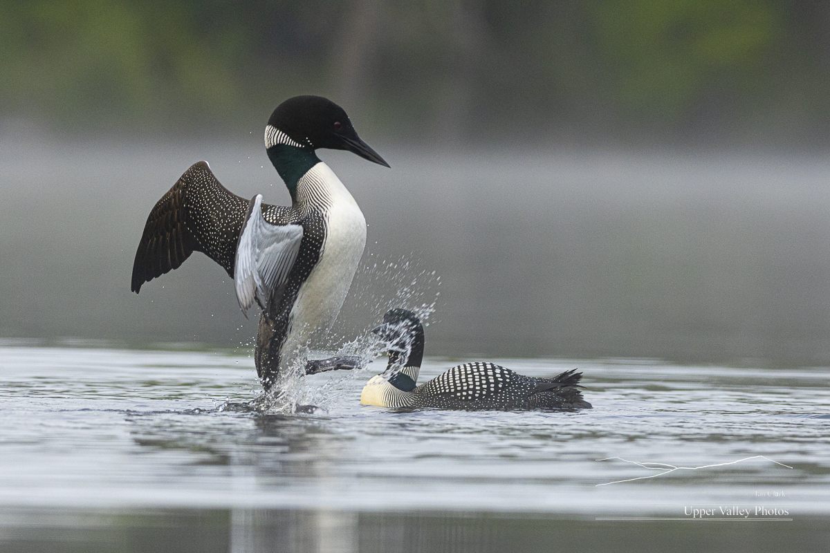 common loon doing the 'penguin dance' during a territory dispute with another loon