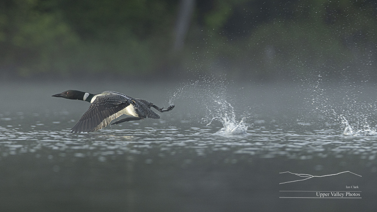 common loon running across the water to take off