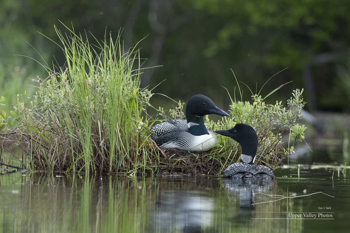 Common loon on the nest with the mate nearby