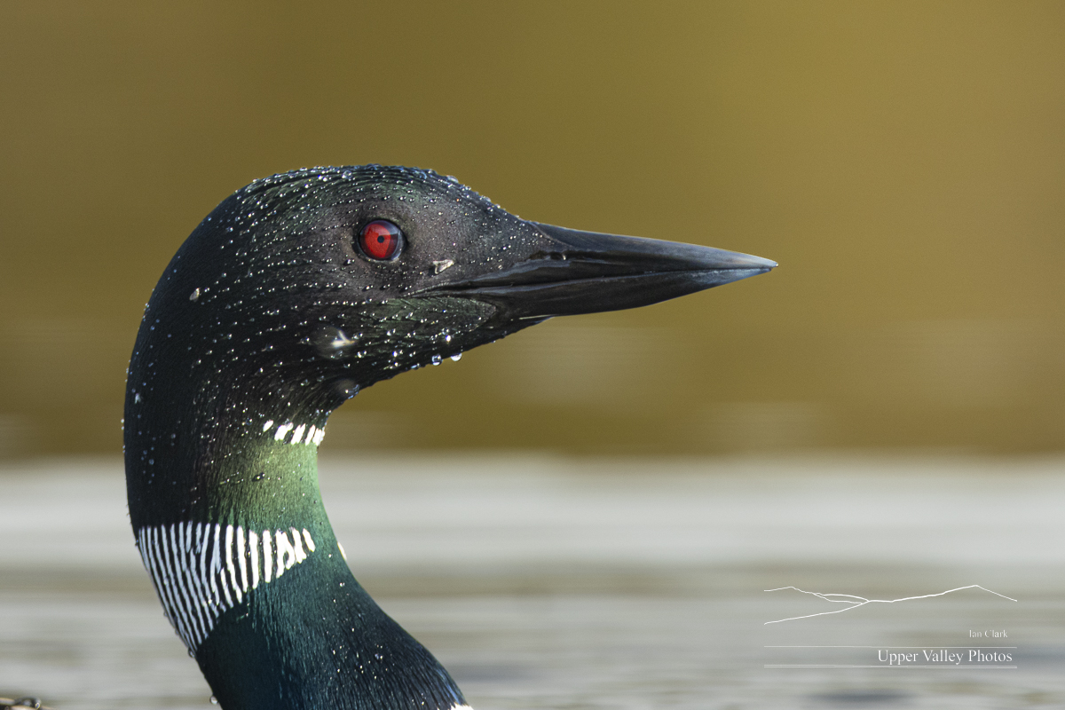 close up of a common loon