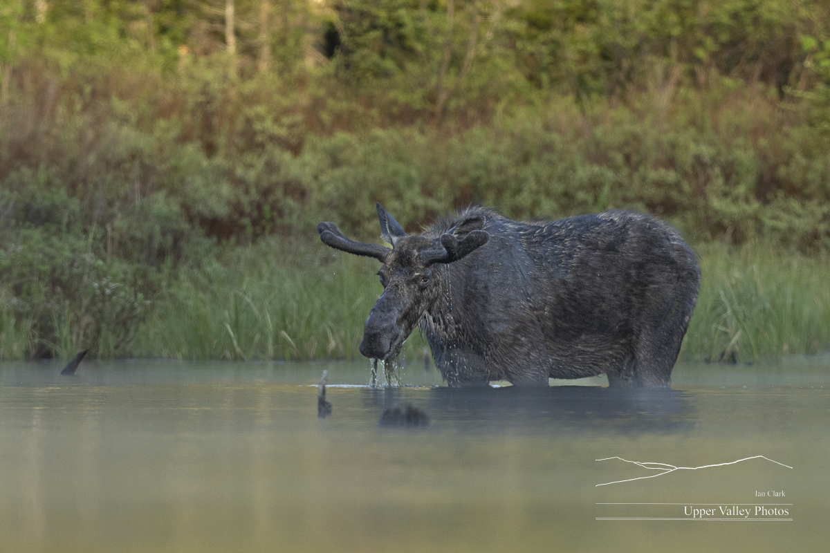 bull moose feeding in the water