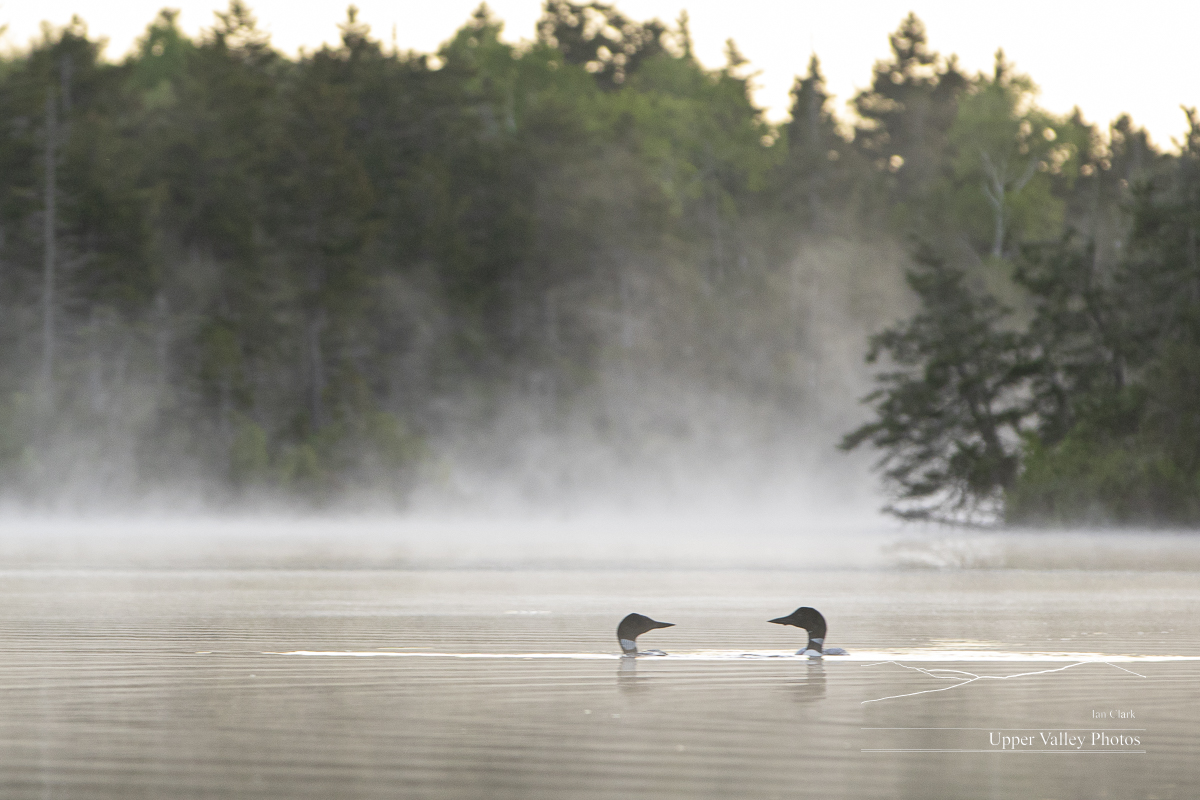 Scenic photo of a mated common loon pair