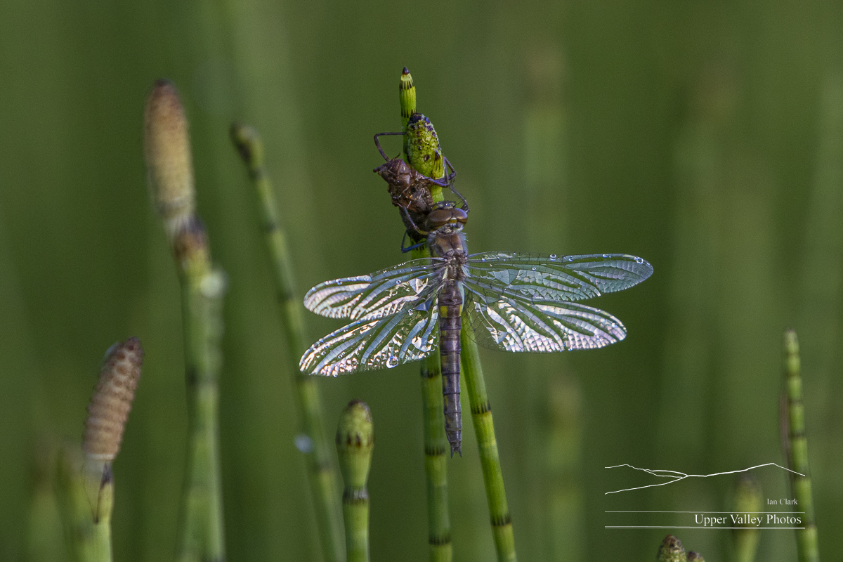 Dragonfly emerging from the nymph stage