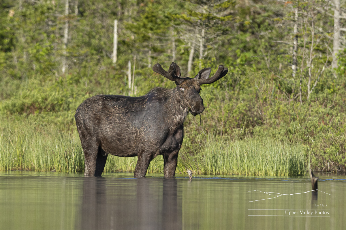 Bull moose feeding in shallow water