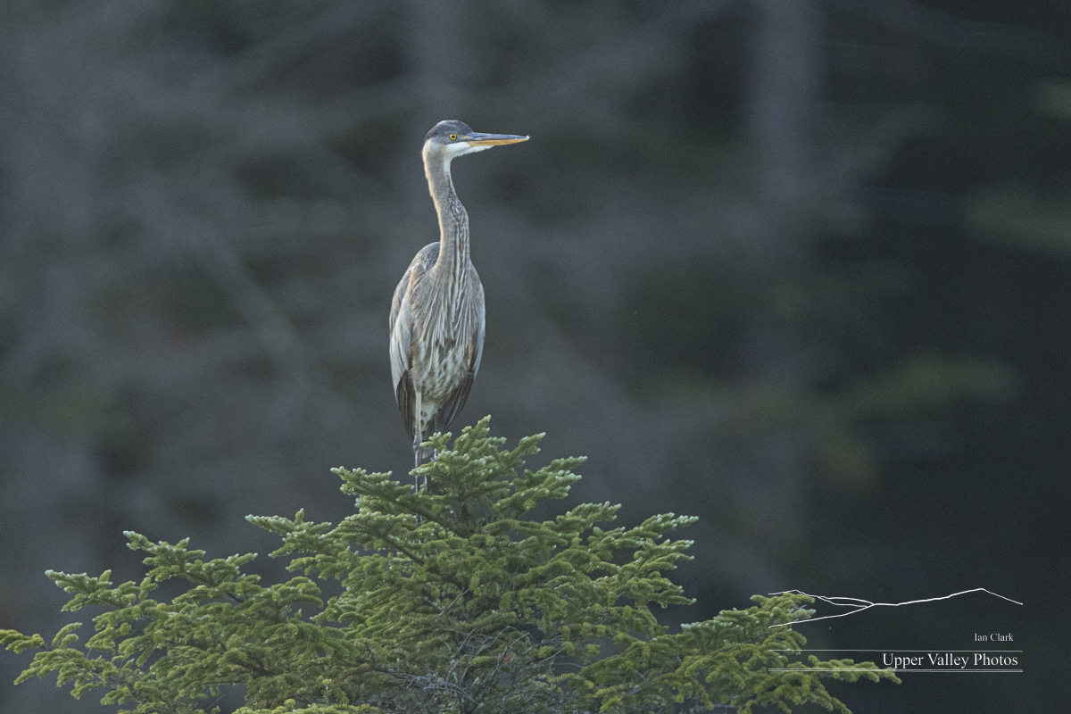 great blue heron perched on a tree