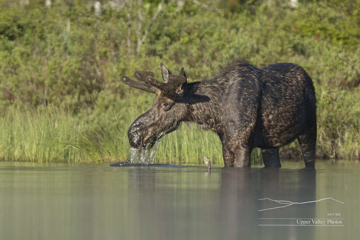 Bull moose feeding in shallow water