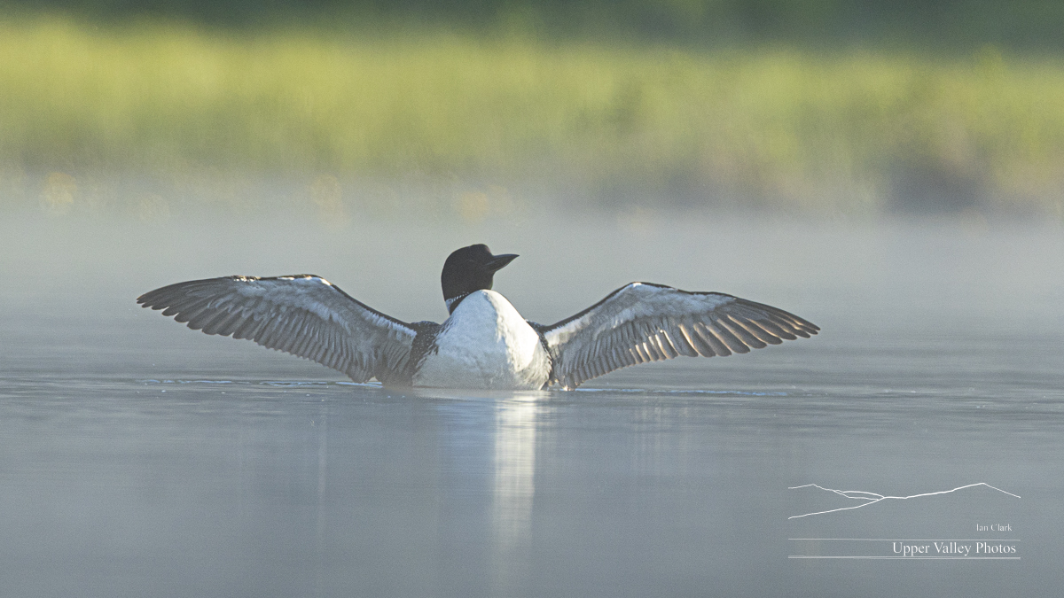 common loon stretching on a foggy morning
