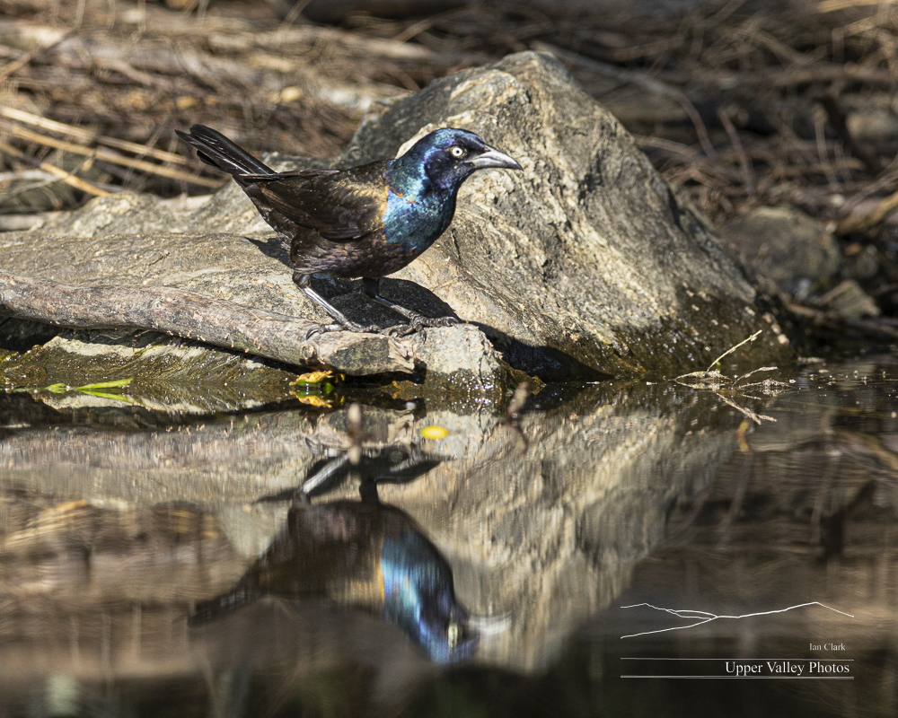 common grackle reflecting on a pond as it forages