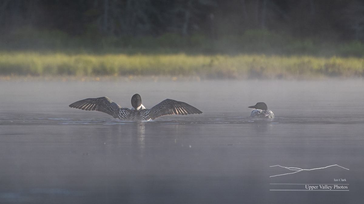 Common loon stretching on a foggy morning