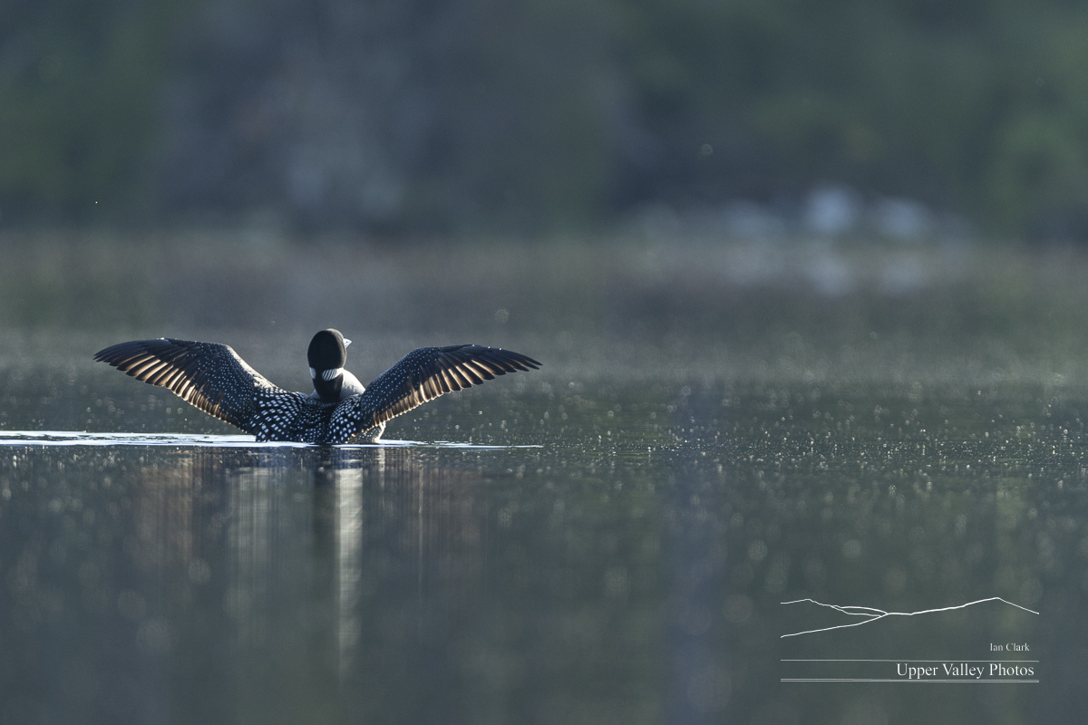 Common loon stretching  wings