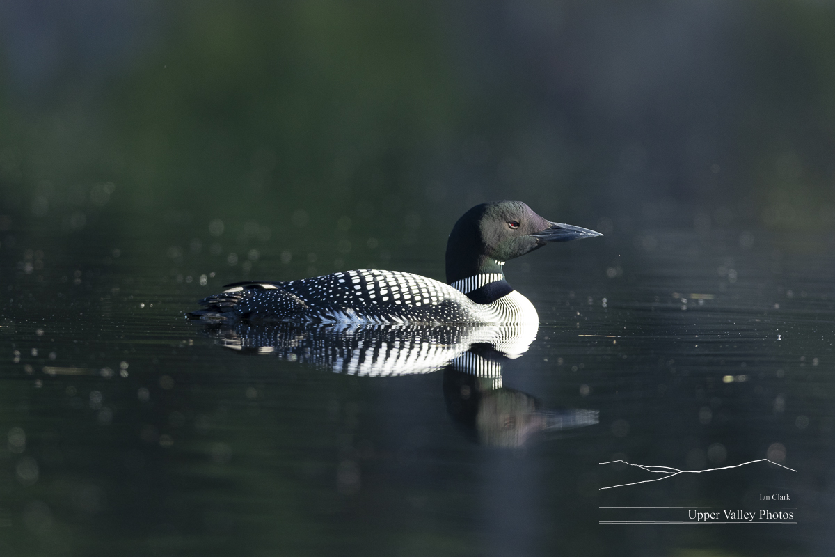 Common loon swimming  on a pond