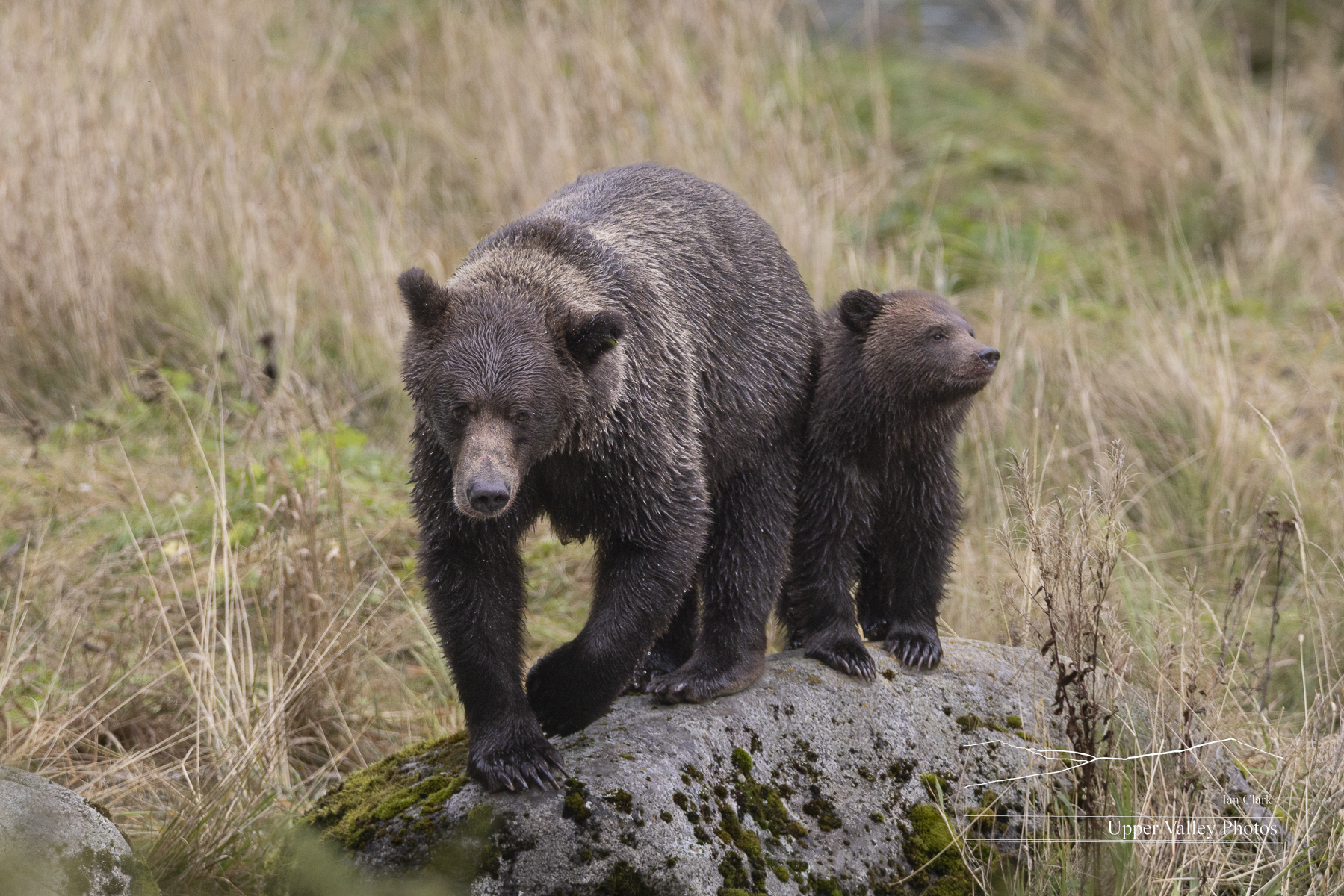 Brown bear with cub on a rock
