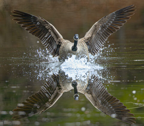 A Canada goose landing on a pond with a perfect reflection.