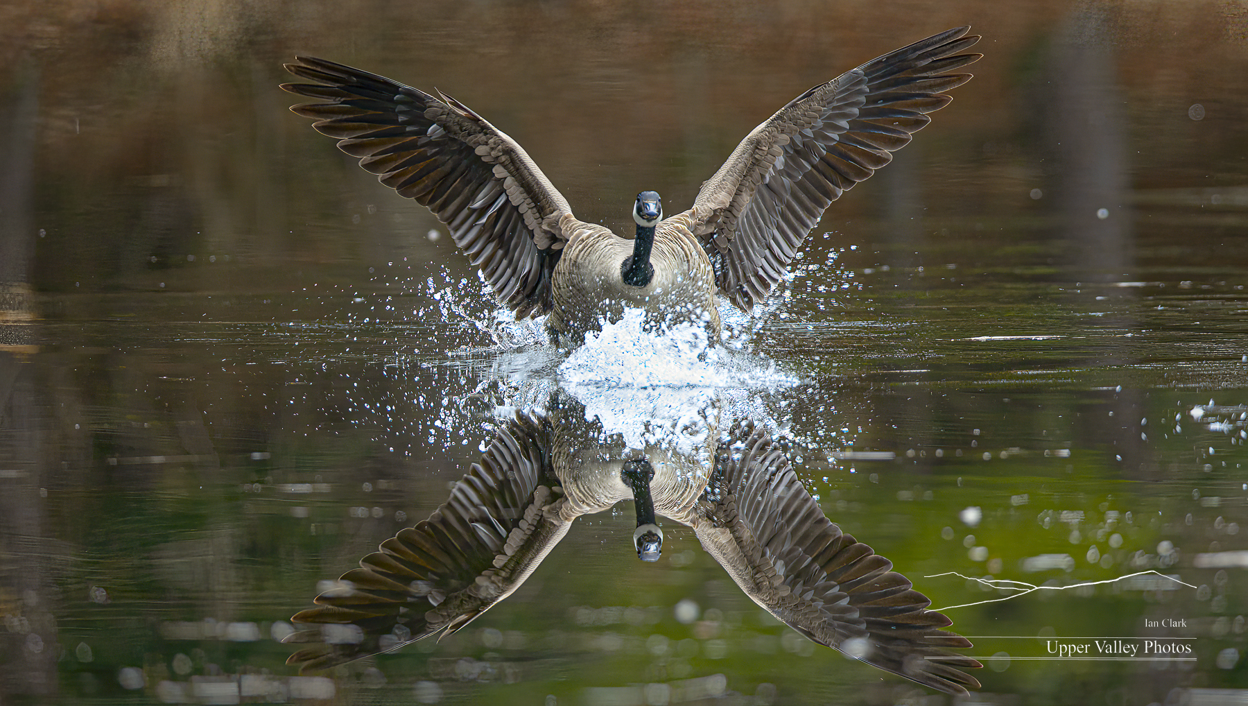 A Canada goose landing on a pond with a perfect reflection. 