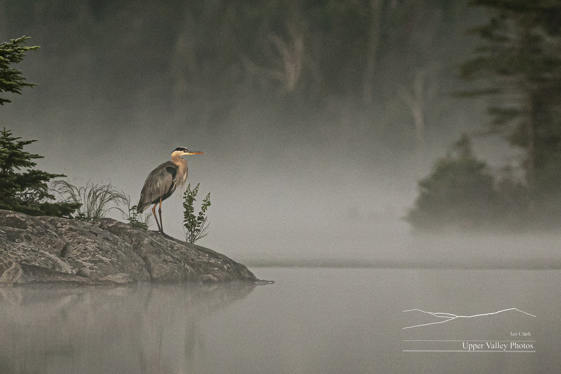 Great blue heron on a foggy pond