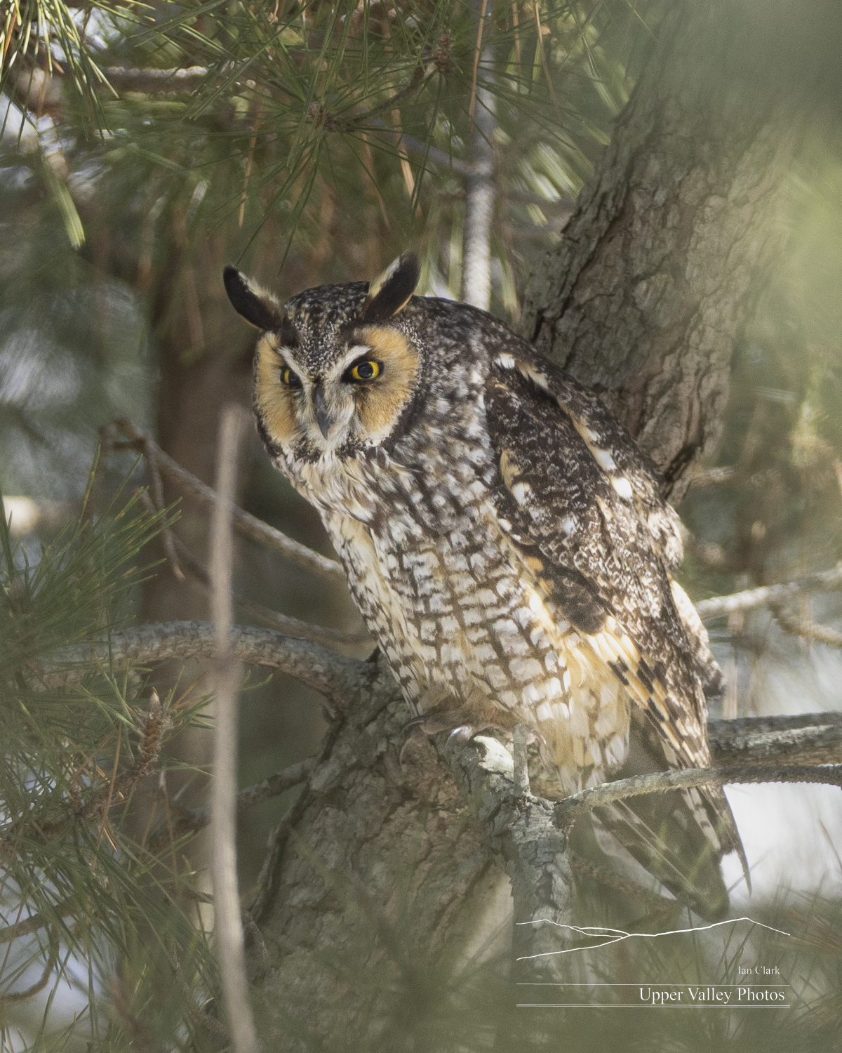 Success again eludes me... One owl was visible through a tiny gap in the trees. The queue of photographers were actually polite about sharing the one spot where you could see the owl. I waited for him to open his eyes.... no luck.