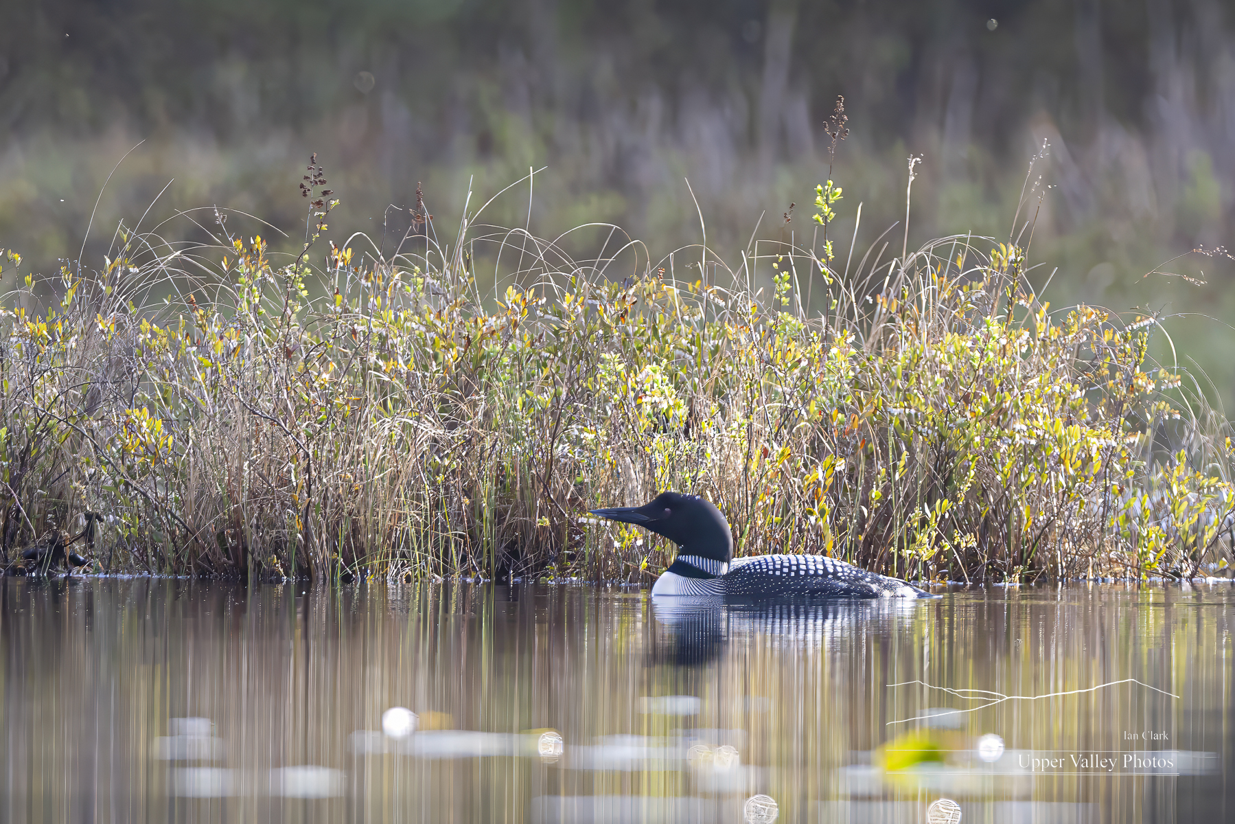 Our off-duty loon finished at the buffet and headed towards the nest for a shift change.